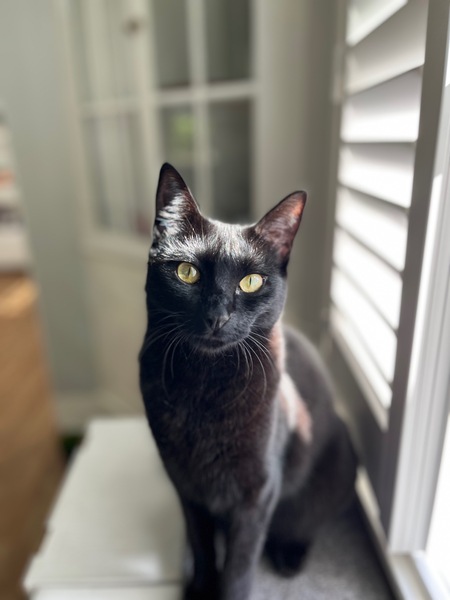 Entry image for Juniper. Clicking this image will show a larger photo