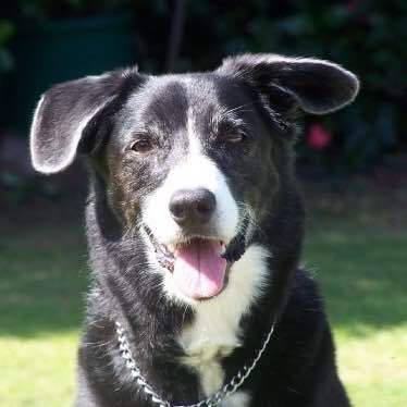 Entry image for Lani. Clicking this image will show a larger photo