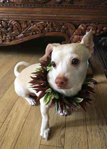 Entry image for Makani T. Clicking this image will show a larger photo