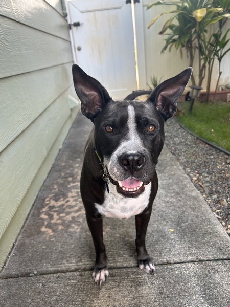 Entry image for Nalu. Clicking this image will show a larger photo