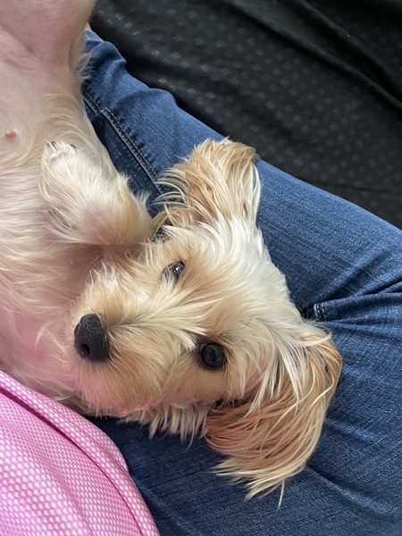 Entry image for Sandy. Clicking this image will show a larger photo