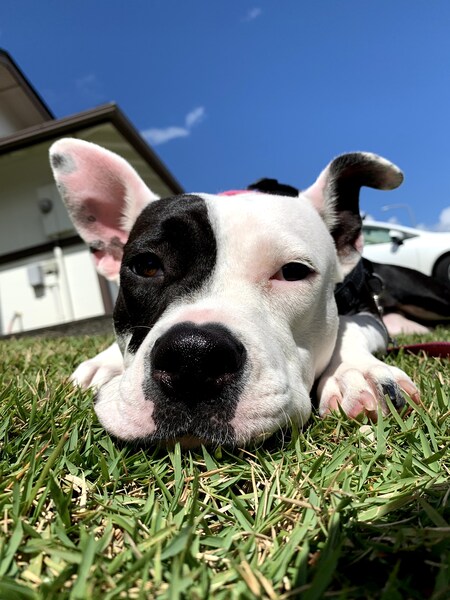 Entry image for Lilo. Clicking this image will show a larger photo