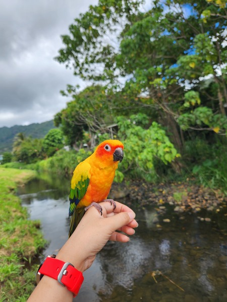 Entry image for Mango. Clicking this image will show a larger photo