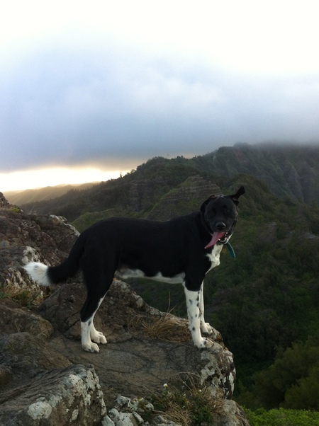 Entry image for Charlie. Clicking this image will show a larger photo