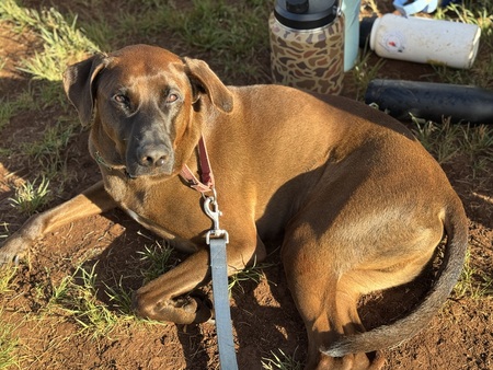 Entry image for Groot . Clicking this image will show a larger photo