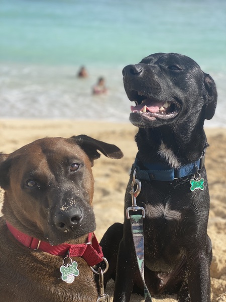 Entry image for Konbu. Clicking this image will show a larger photo