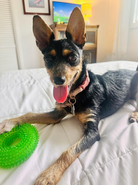 Entry image for Suzie. Clicking this image will show a larger photo