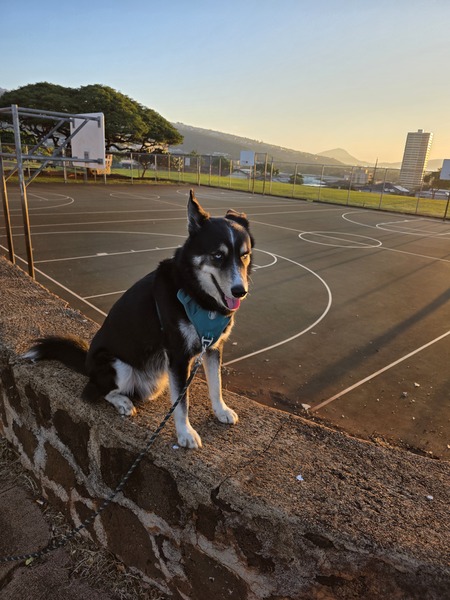 Entry image for Po. Clicking this image will show a larger photo