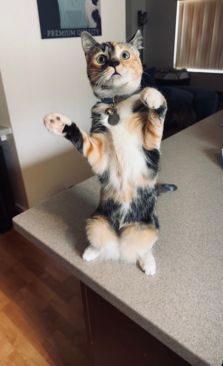 Entry image for Cleo. Clicking this image will show a larger photo