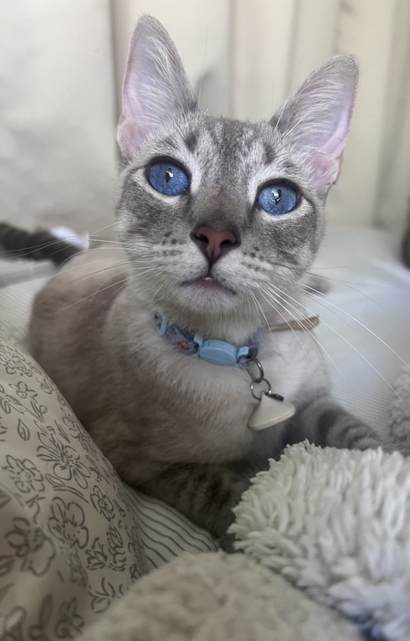 Entry image for Norman. Clicking this image will show a larger photo