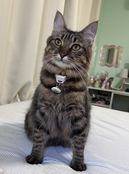 Entry image for Hazel. Clicking this image will show a larger photo