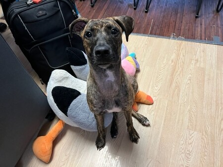 Entry image for Hina. Clicking this image will show a larger photo