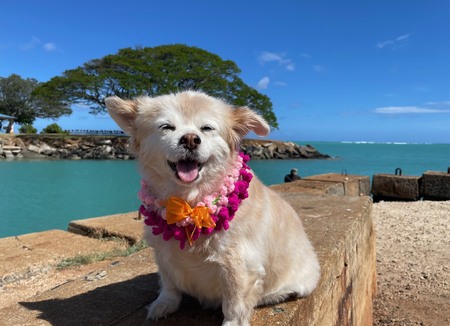 Entry image for Jessica Fletcher. Clicking this image will show a larger photo