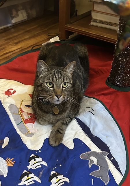 Entry image for Plissken. Clicking this image will show a larger photo