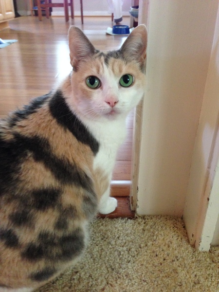 Entry image for Little Kitty. Clicking this image will show a larger photo