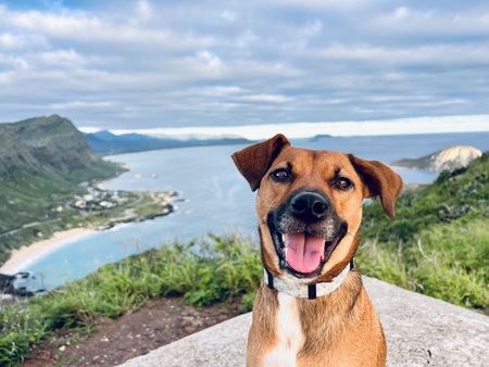 Entry image for Scrappy. Clicking this image will show a larger photo