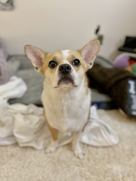 Entry image for Azuki Bean. Clicking this image will show a larger photo