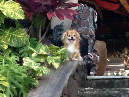 Entry image for Darla. Clicking this image will show a larger photo