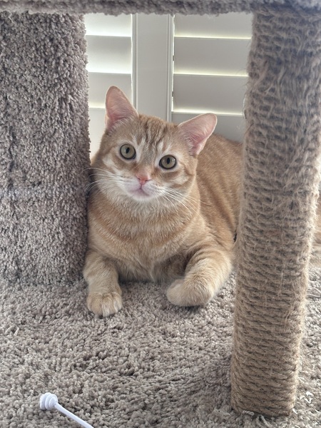 Entry image for Brioche. Clicking this image will show a larger photo