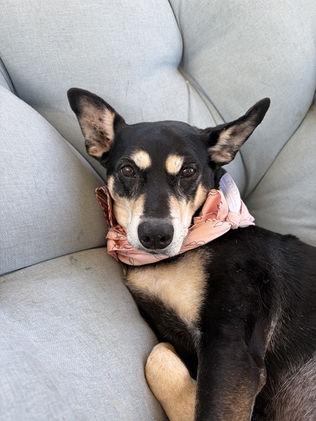 Entry image for Nikki. Clicking this image will show a larger photo