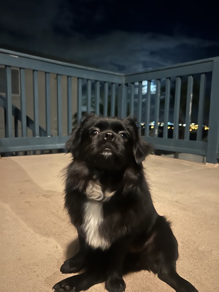 Entry image for Tsuki. Clicking this image will show a larger photo