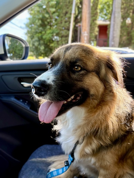 Entry image for Nori. Clicking this image will show a larger photo