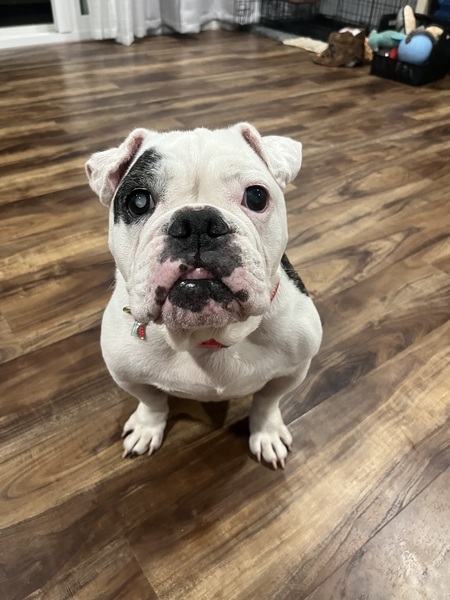 Entry image for Bessy. Clicking this image will show a larger photo