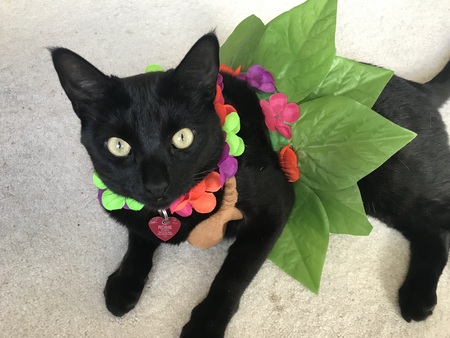 Entry image for ROSIE. Clicking this image will show a larger photo