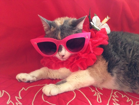 Entry image for DIAMOND. Clicking this image will show a larger photo