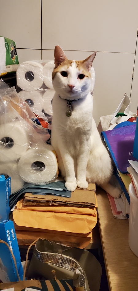 Entry image for Flash Torigoe. Clicking this image will show a larger photo