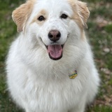 Entry image for Molly