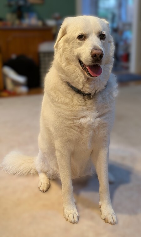 Entry image for Willow. Clicking this image will show a larger photo