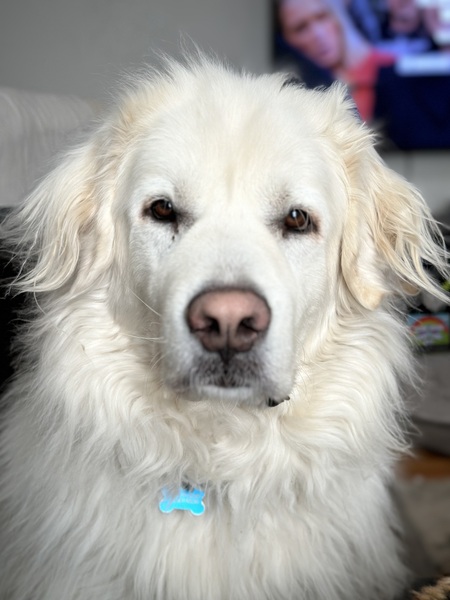 Entry image for Mouse. Clicking this image will show a larger photo