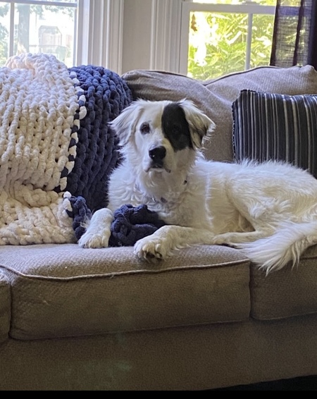 Entry image for Penny. Clicking this image will show a larger photo