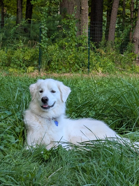 Entry image for Dandelion. Clicking this image will show a larger photo