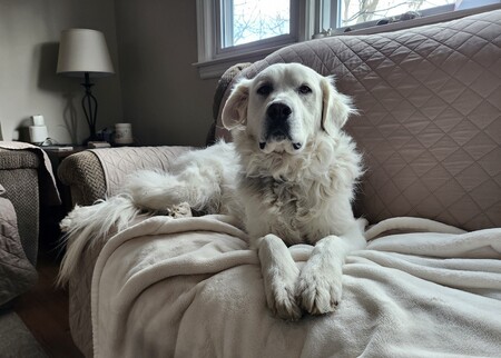 Entry image for Daisy . Clicking this image will show a larger photo