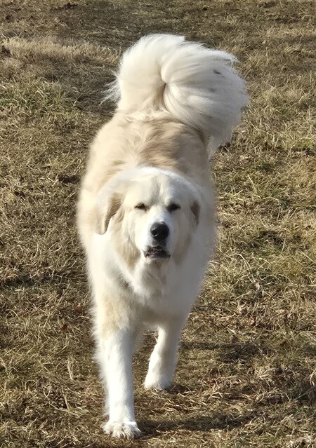 Entry image for Dolly. Clicking this image will show a larger photo