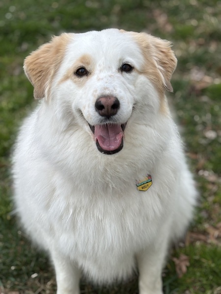 Entry image for Molly. Clicking this image will show a larger photo