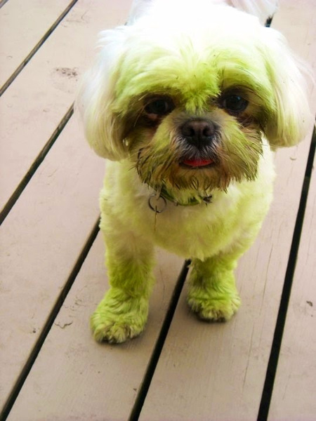 Ridley-when he learned to enjoy freshly-cut grass.