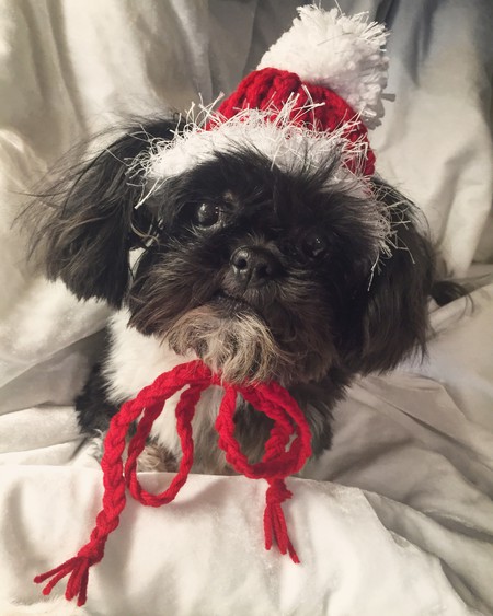 Hank - Sweet Hank is Ready for the Holidays!