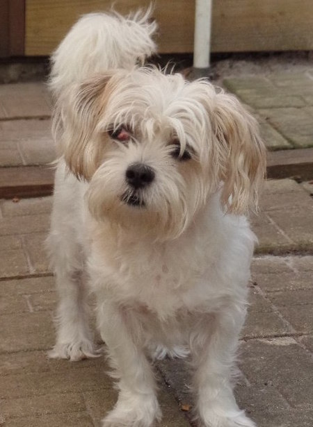 Abbie