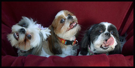 (left to right) Molly Beans, Maxxie and Muffin