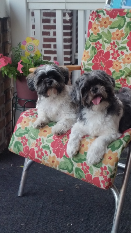 Biscuit&Buttercup