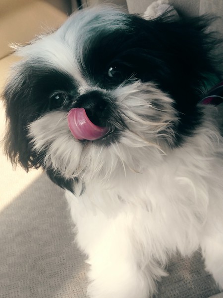Domino