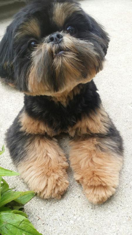 Dobie