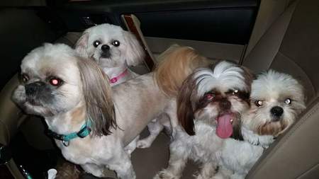 Peanut, Lacey, Sparky and Gizmo 