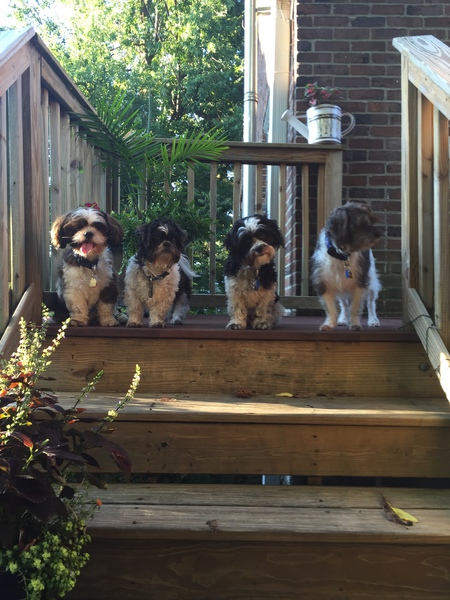Bandit, Cujo, Pennie, & Jaxon