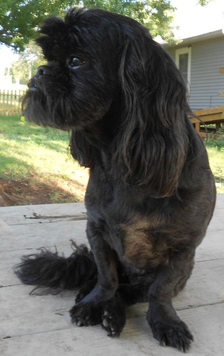 Foo Dog