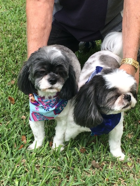 Eva and Bandit