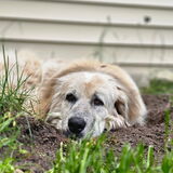 Entry image for Brownie